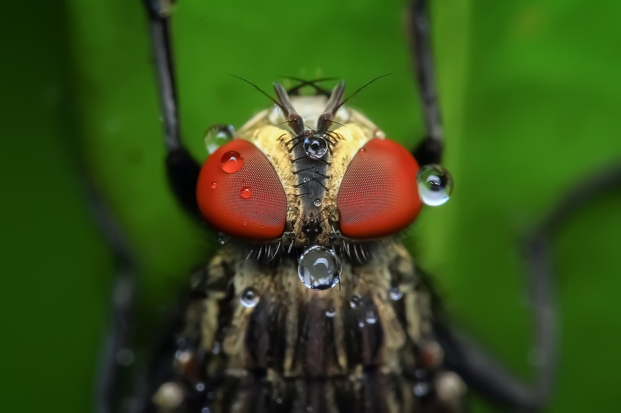 Closeup of fly head